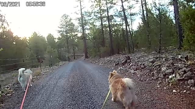 Elk on our road 210706