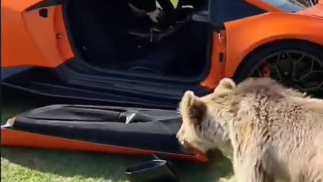 The pet brown bear of the local tyrants destroyed the luxury car