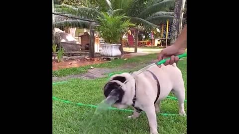 Best Funny Animals Video 2022 - Newest Cats😹 and Dogs🐶 Videos of the Week!