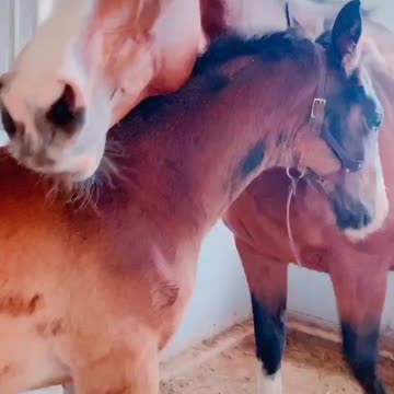 Baby horse posed with kidnapping scenario