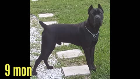 Cane corso puppy Transformation day 1 to 1 year