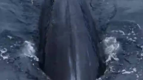 A big spouting whale