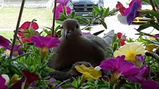 Flower Pot Doves