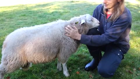 our sheep enjoying massage.