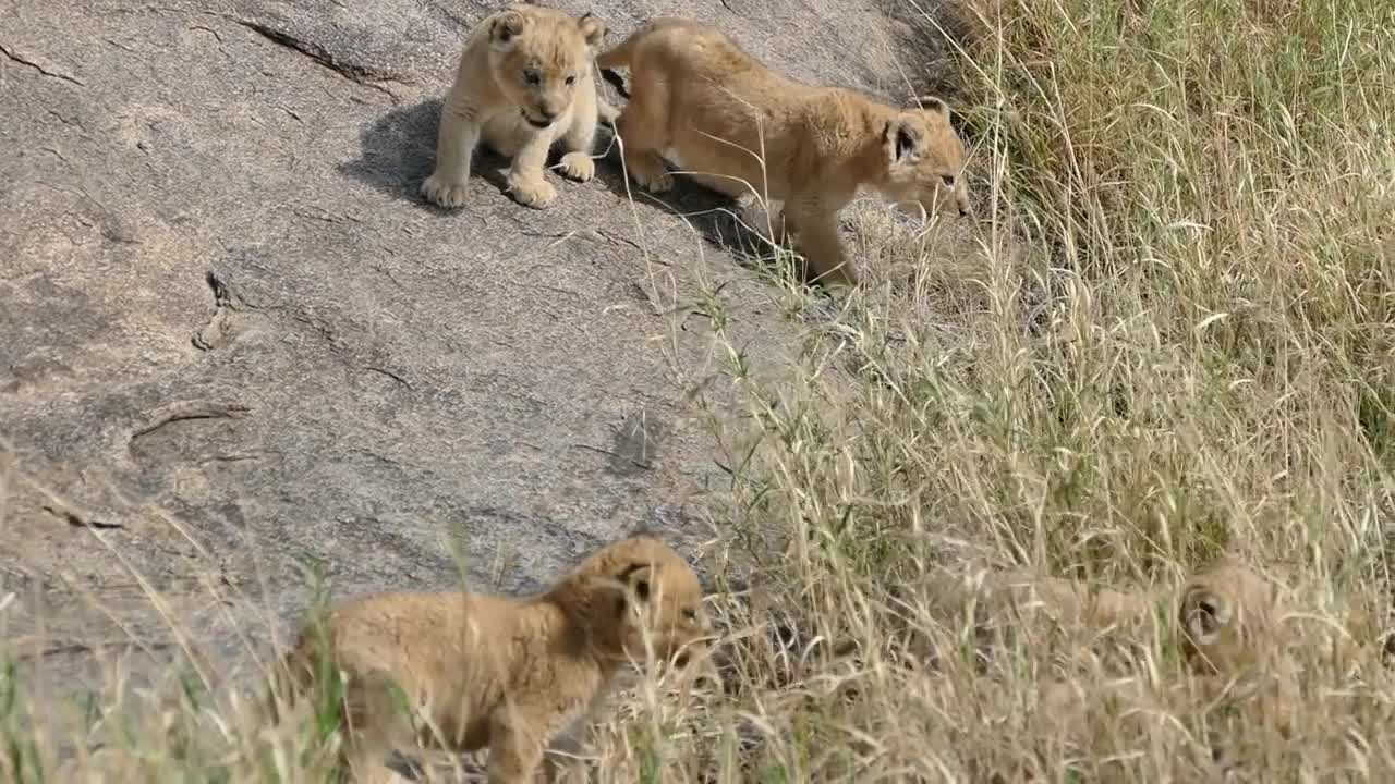 ADORABLE! LION ENJOY