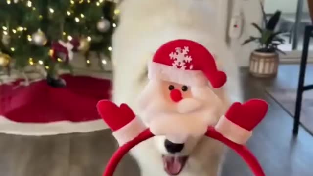 Marry Christmas ⛄Baby Dogs - Cute and Funny Dog Videos #1