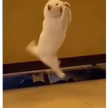 Cat catching the ball wow