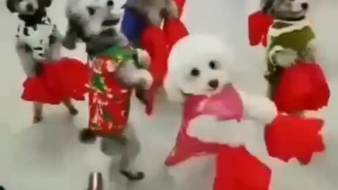 Dog dance