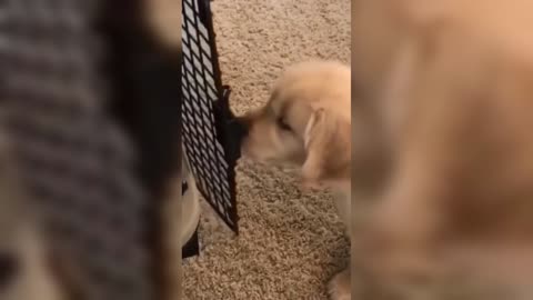 Funny Golden Puppy