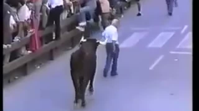 Toro calms down when he recognizes the man who fed him