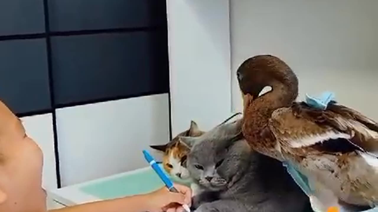 Crazy Cats and Ducks: A Compilation of the Funniest Videos of Cats and Ducks Interacting