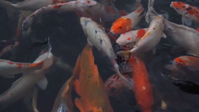 the most beautiful carp