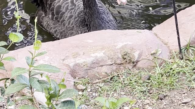 Black Swan feeding at Flamingo Habitat LV 6-20-22