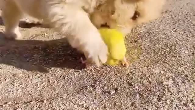 Puppy and Parrot an Unlikely Friendship