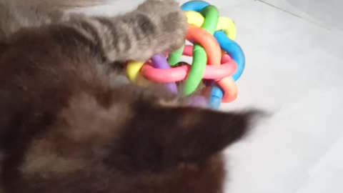 My mainecoon playing