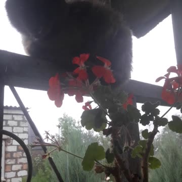 Our cat "Serge" died