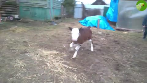 Cute Calves Videos🐄