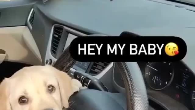 Smart dog video #37