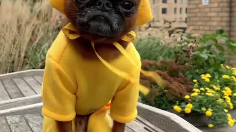 Funny Puppy With Sunshine Style