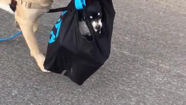 Tan dog carrying dog in black bag