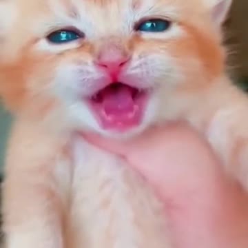 cat crying 😥😥