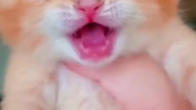 cat crying 😥😥