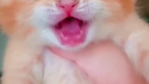 cat crying 😥😥