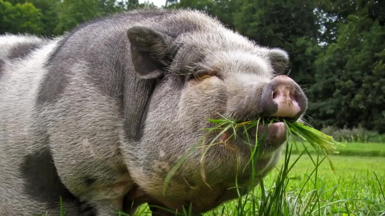 Pig sounds - Oinking - Learn what a pig sounds like - 2 minutes