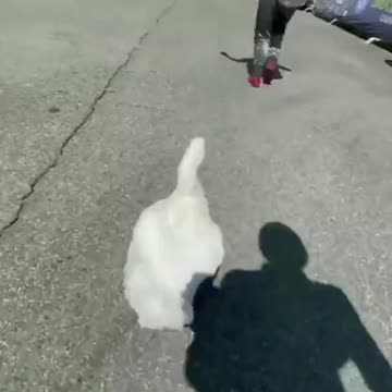 Duck Runs Long Island Marathon