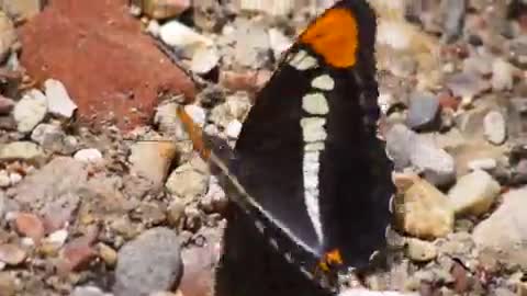 Butterfly beautiful wings close video short