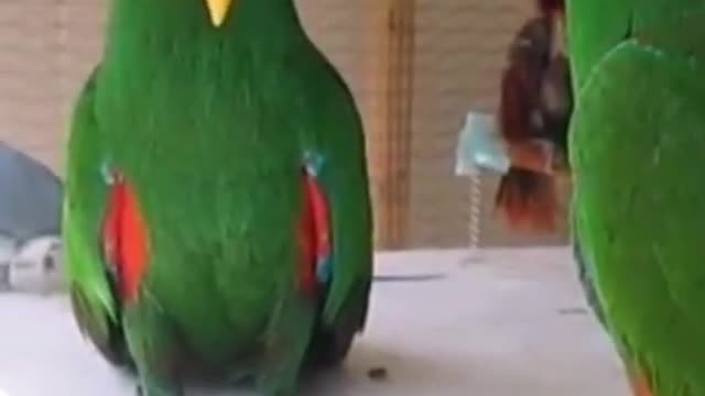 Cute parrot activity || Beautiful parrot