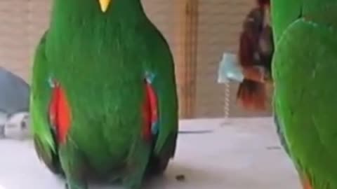 Cute parrot activity || Beautiful parrot