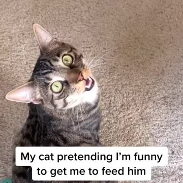 My Cat Pretending I'm Funny to Get Me to Feed Him