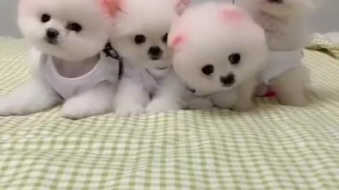 Try not to cute