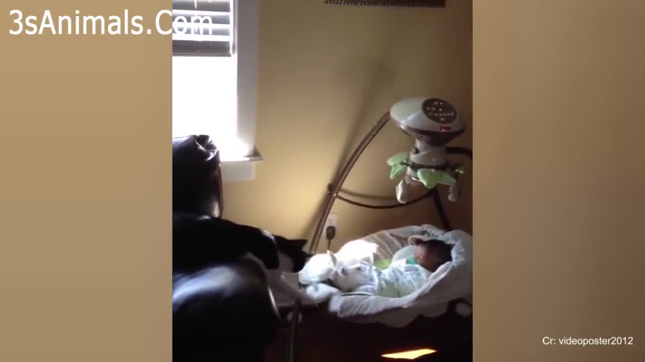 Adarable cats protecting and loving babies cat loves baby videos compilation