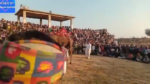 Camle lovelyand dance in Rajasthan india