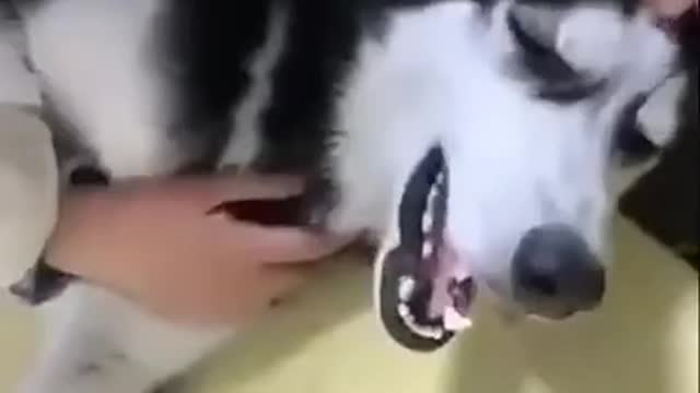 Viral Hog | funny videos | dog funny videos | dog injection funny videos