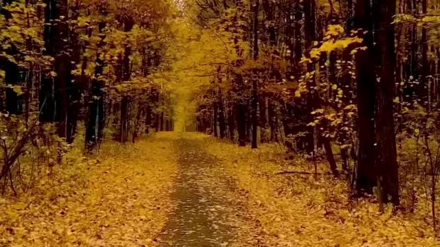 Do you like gingko? What do you mean? This is what I want to tell you