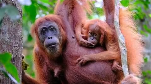 ANIMALS SAVING HUMANS! MUST WATCH!!