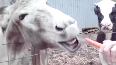 very funny video with children and animals #7