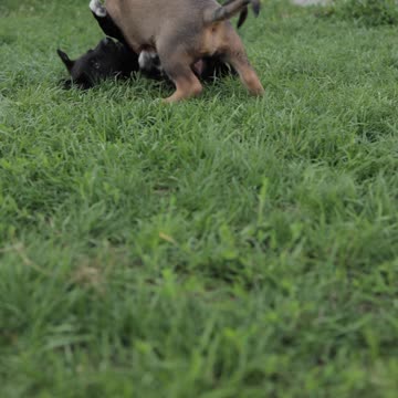 Two puppies playing on the grass field