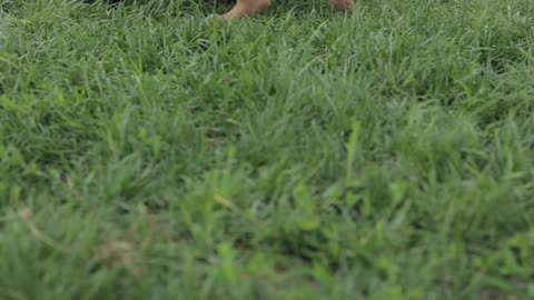 Two puppies playing on the grass field