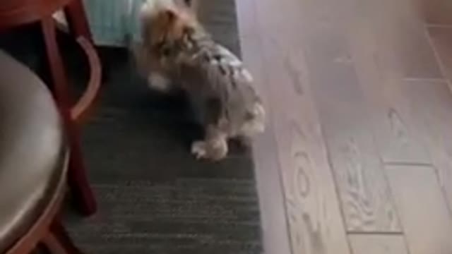 Dog vs Door