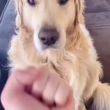 The dog's reaction when being scolded.