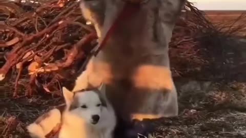 A Little boy play with his dog