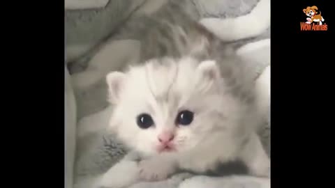 Cute funny Animals #2 | Animals club |