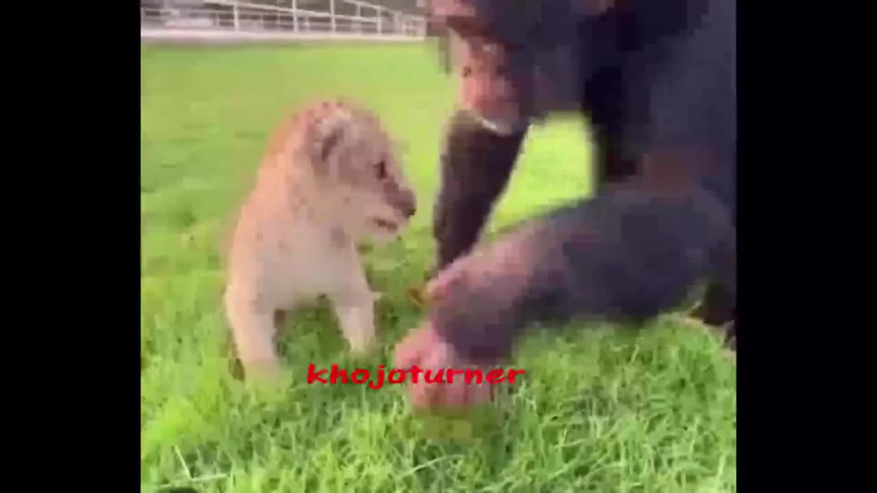Funny Cute animals part 1