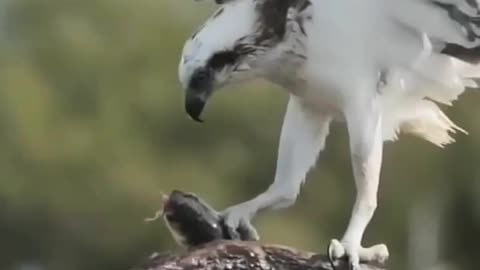 what is in this bird's paw #animal #funny pets #pets #birds #eagle #viral