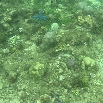 A Morning Snorkeling Adventure