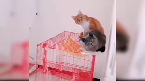 Funny videos of cats, love on four legs